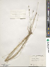 Eleocharis tortilis image