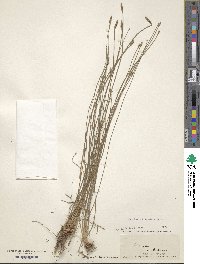 Eleocharis tricostata image