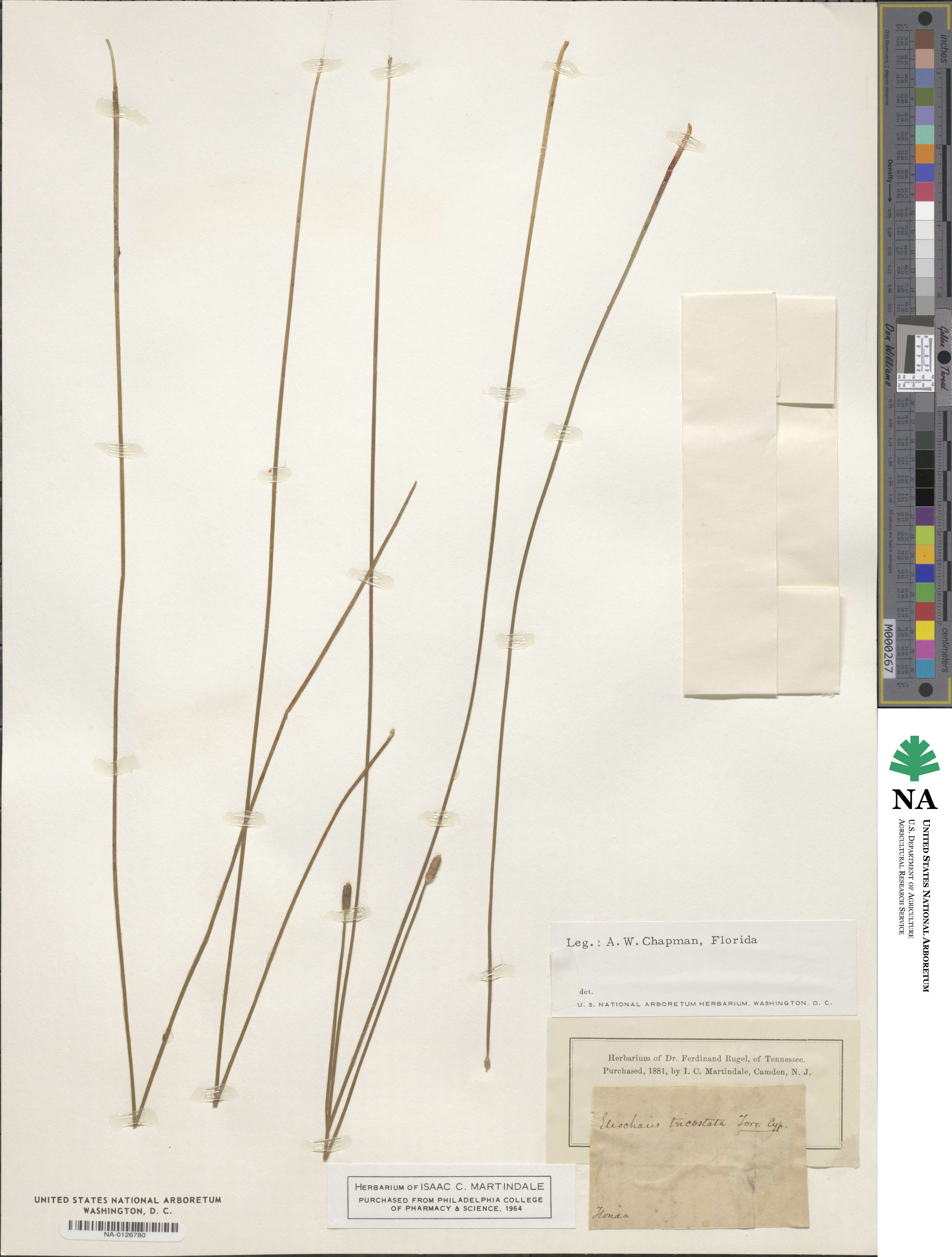 Eleocharis tricostata image