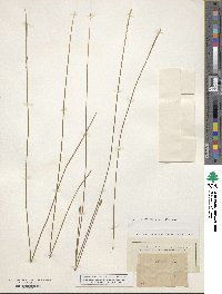 Eleocharis tricostata image