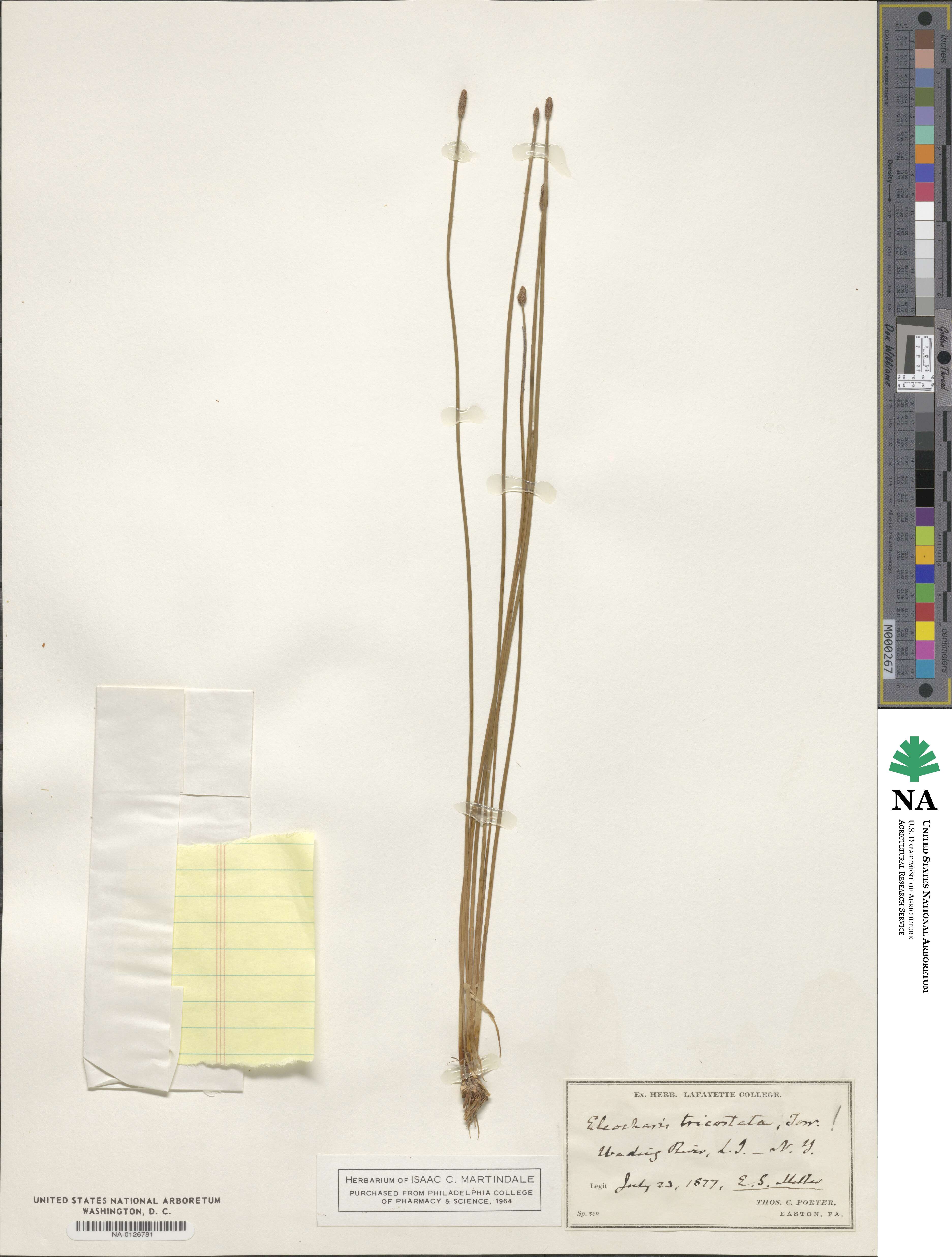 Eleocharis tricostata image