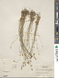 Eleocharis tuberculosa image