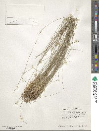 Eleocharis tuberculosa image