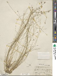 Eleocharis tuberculosa image