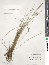 Eleocharis tuberculosa image