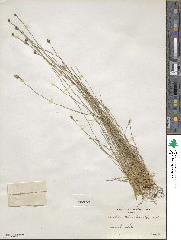 Eleocharis tuberculosa image