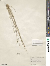 Eleocharis tuberculosa image