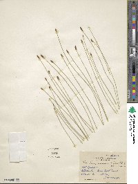 Eleocharis uniglumis image