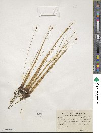 Eleocharis uniglumis image