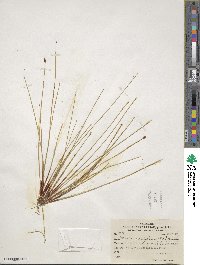 Eleocharis uniglumis image