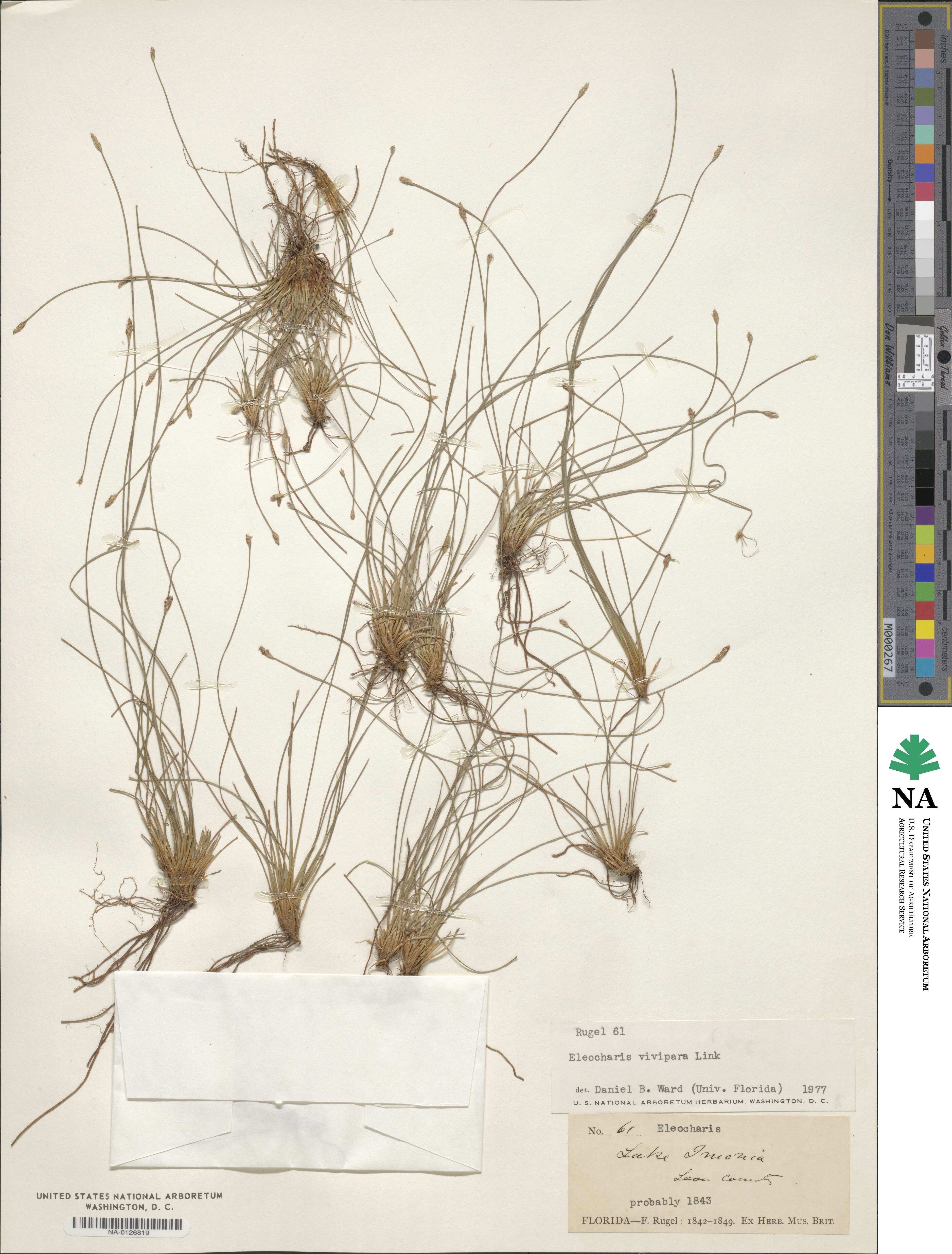 Eleocharis vivipara image