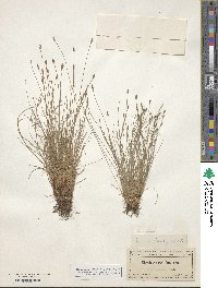 Eleocharis vivipara image