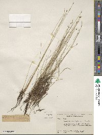 Eleocharis vivipara image