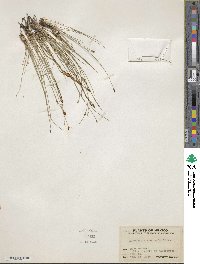 Eleocharis montevidensis image