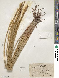 Eleocharis cellulosa image