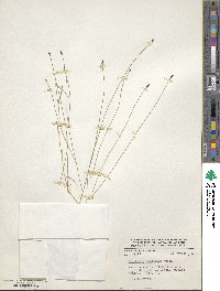 Eleocharis dombeyana image