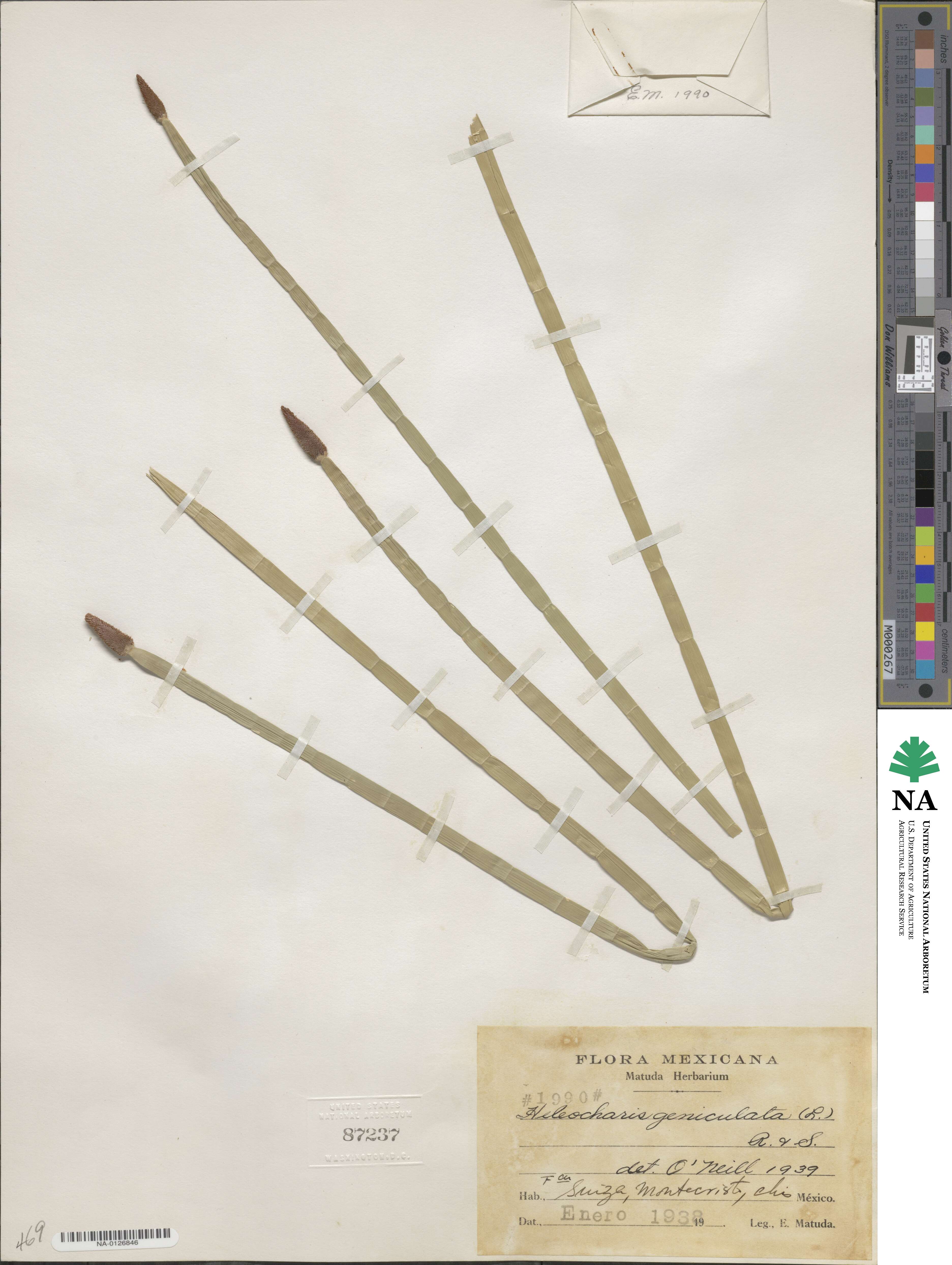 Eleocharis elegans image