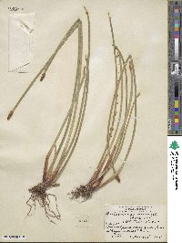 Eleocharis elegans image