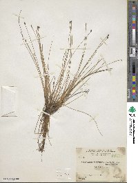 Eleocharis filiculmis image