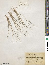 Eleocharis filiculmis image