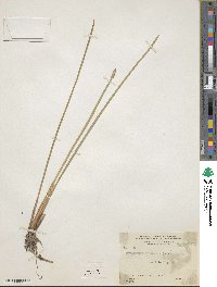 Eleocharis acutangula subsp. acutangula image