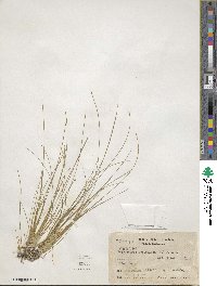 Eleocharis geniculata image