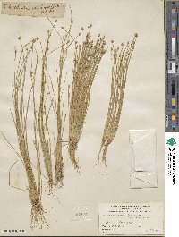 Eleocharis geniculata image