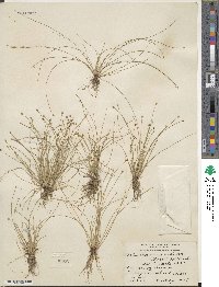 Eleocharis geniculata image