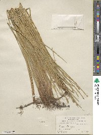 Eleocharis mamillata image