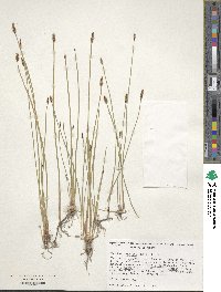 Eleocharis montana image