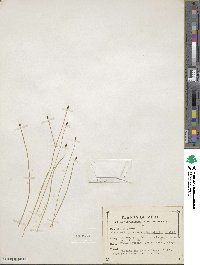 Eleocharis palustris image