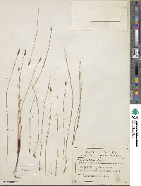 Eleocharis parishii image