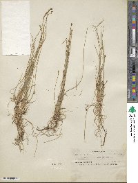 Eleocharis filiculmis image