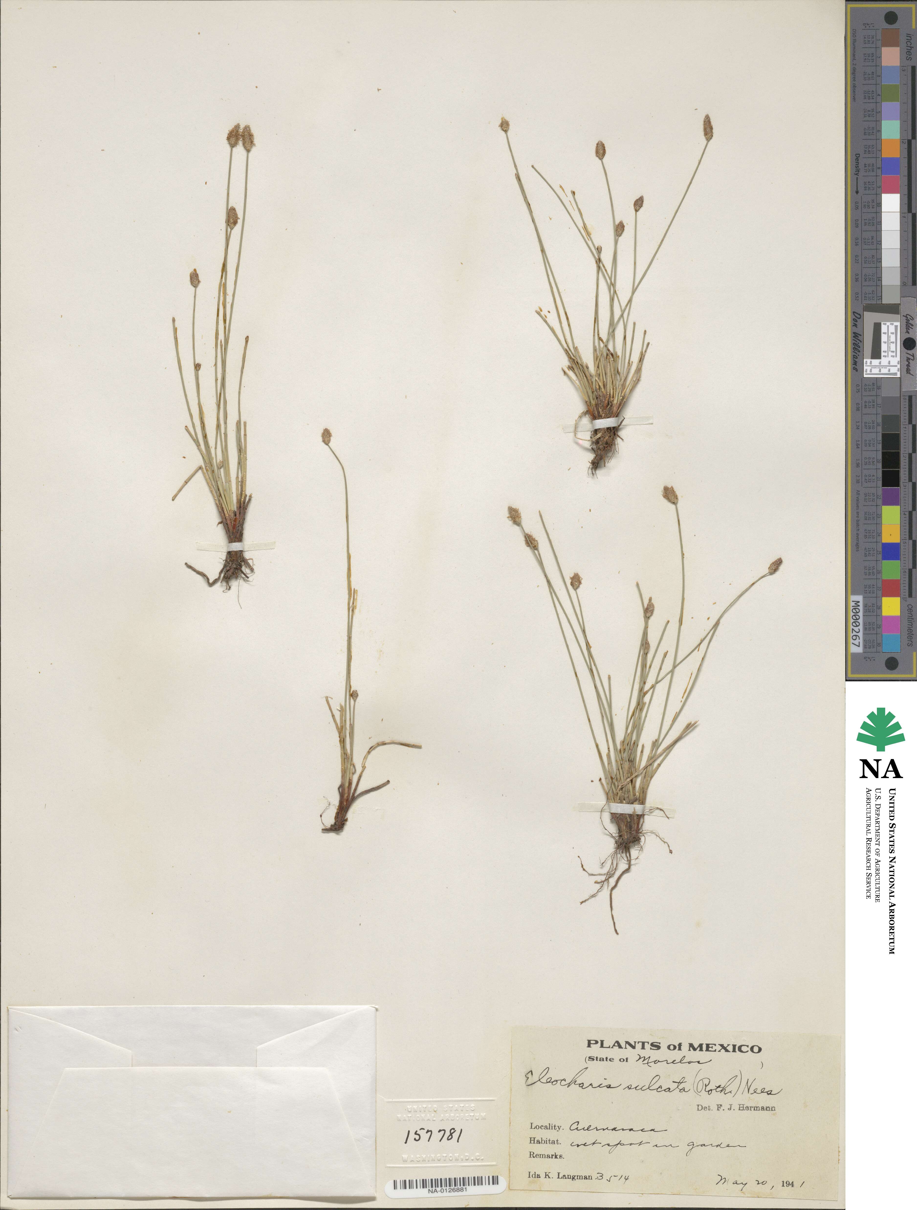 Eleocharis filiculmis image