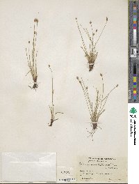 Eleocharis filiculmis image