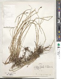 Eleocharis acicularis image