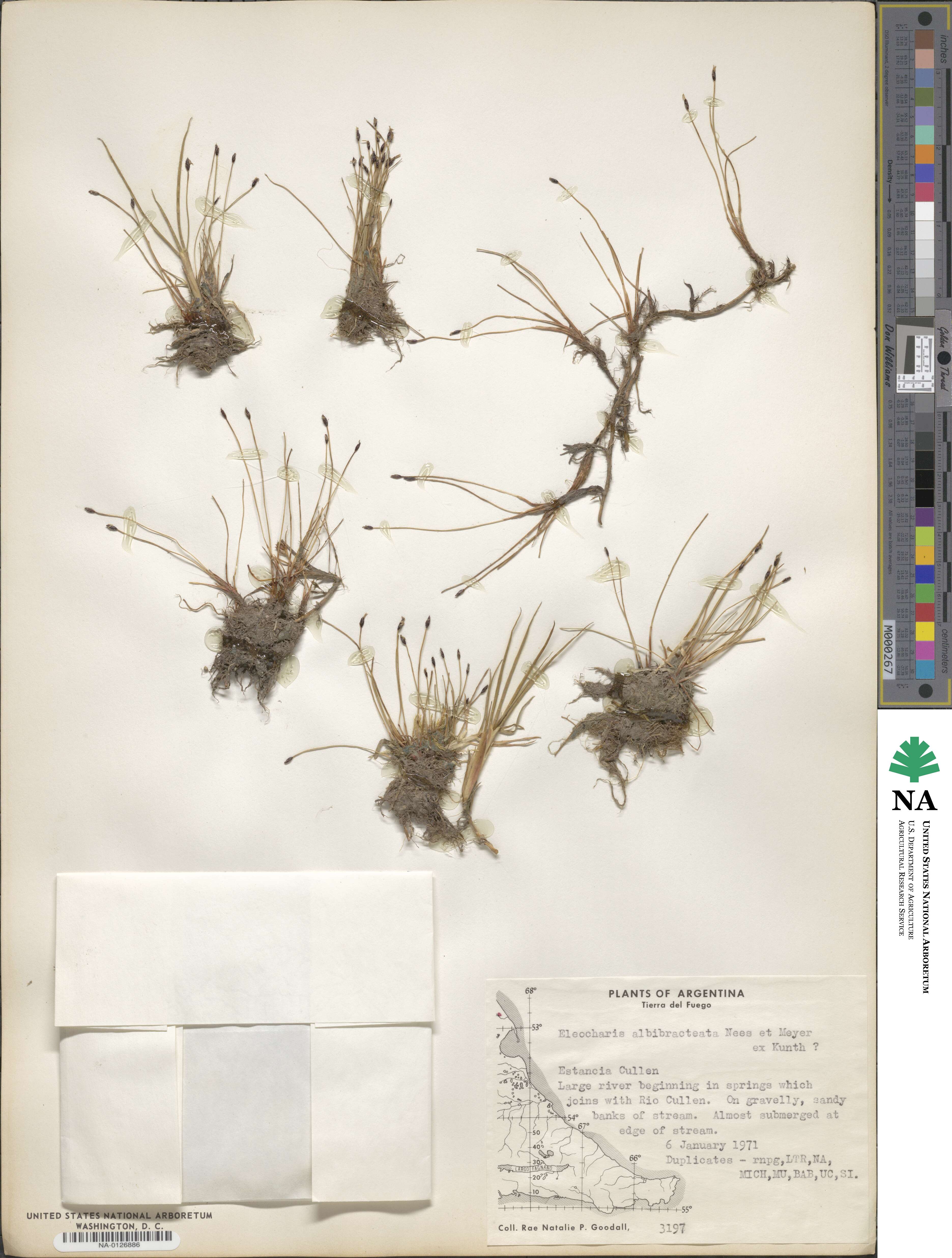 Eleocharis albibracteata image