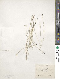 Eleocharis albibracteata image