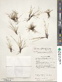 Eleocharis albibracteata image