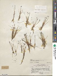 Eleocharis albibracteata image