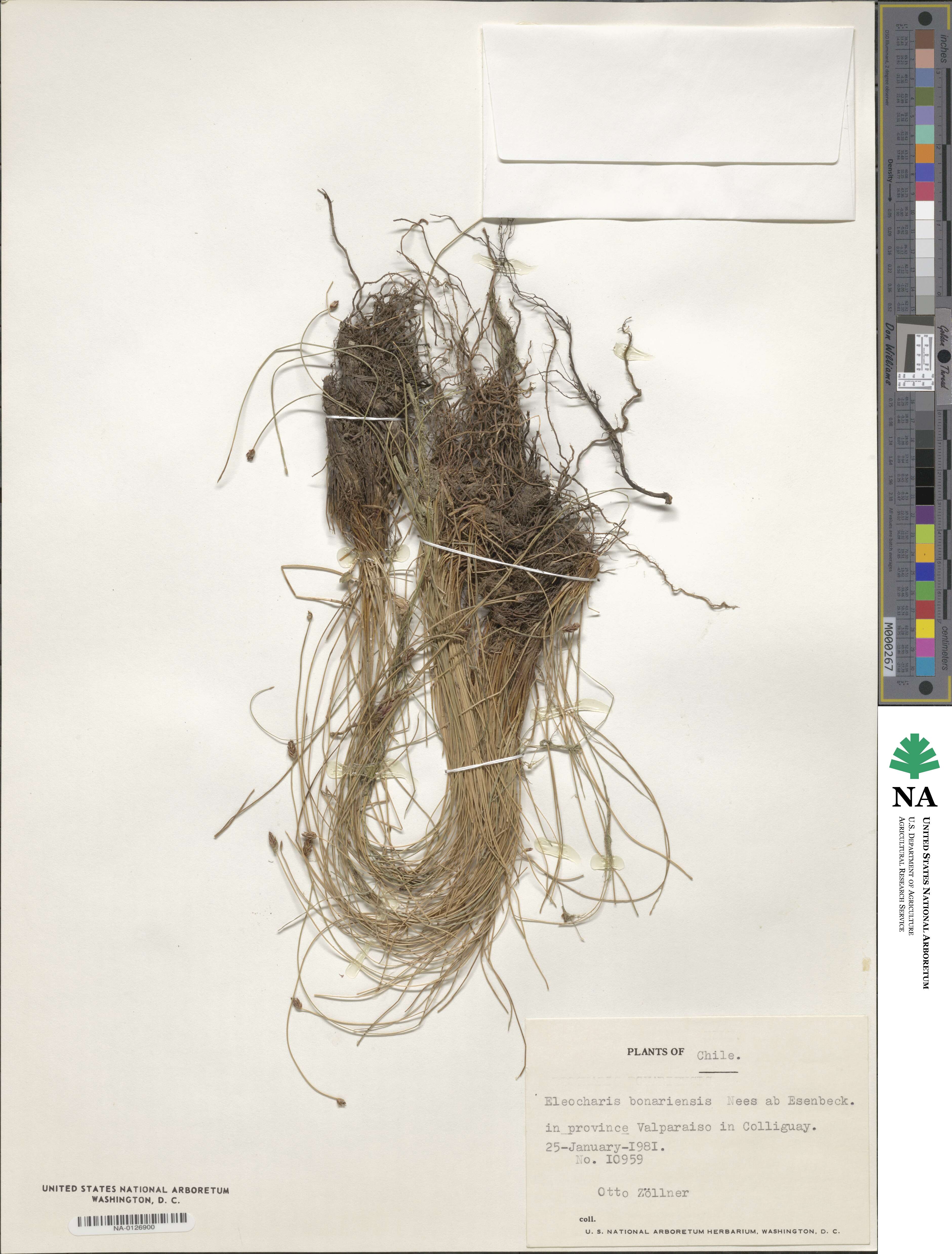 Eleocharis bonariensis image