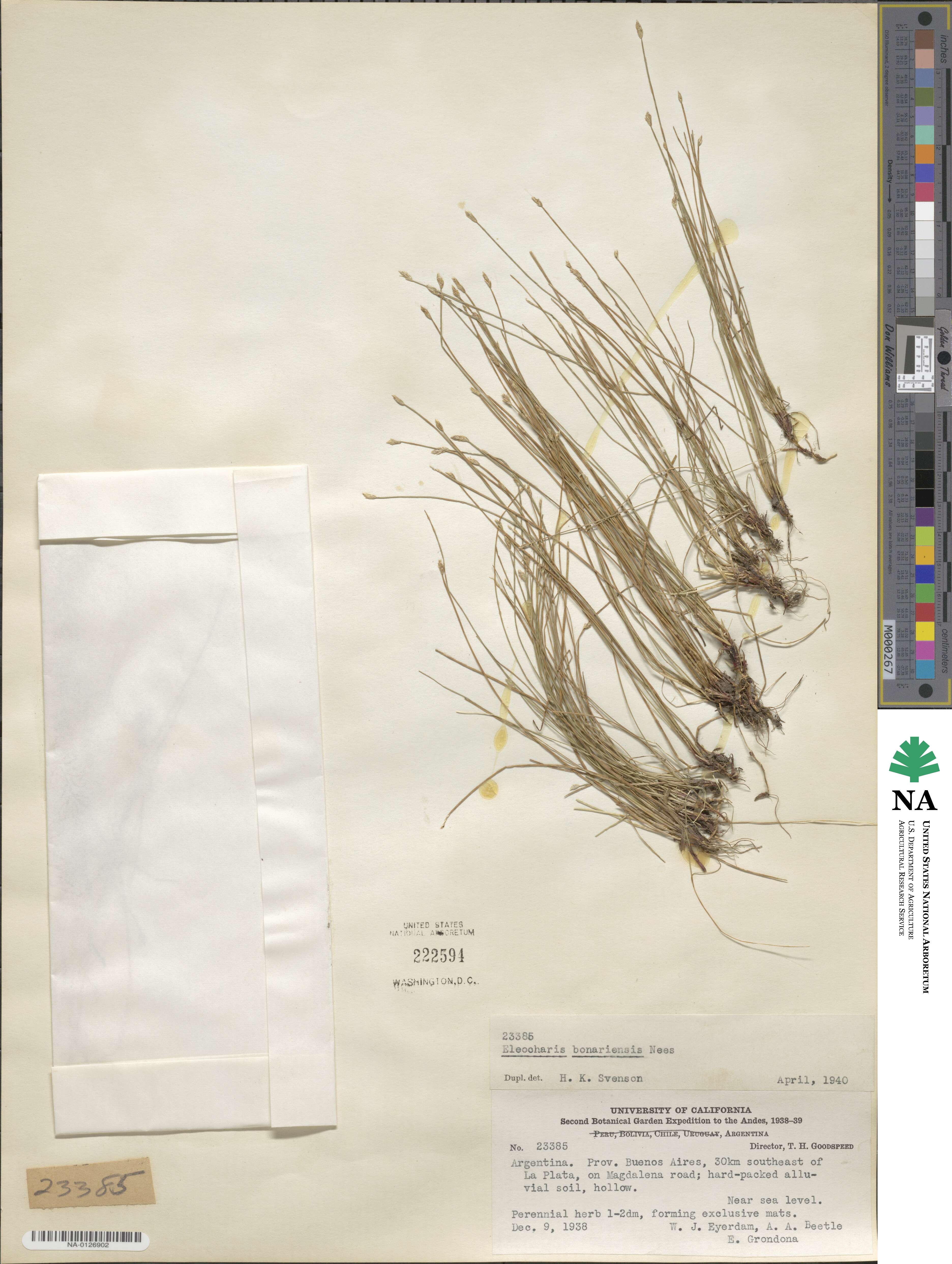Eleocharis bonariensis image