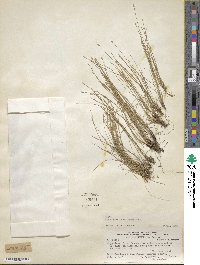 Eleocharis bonariensis image