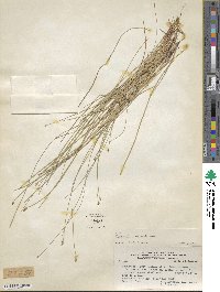 Eleocharis bonariensis image