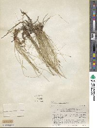 Eleocharis bonariensis image