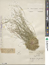 Eleocharis geniculata image