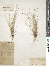 Eleocharis geniculata image