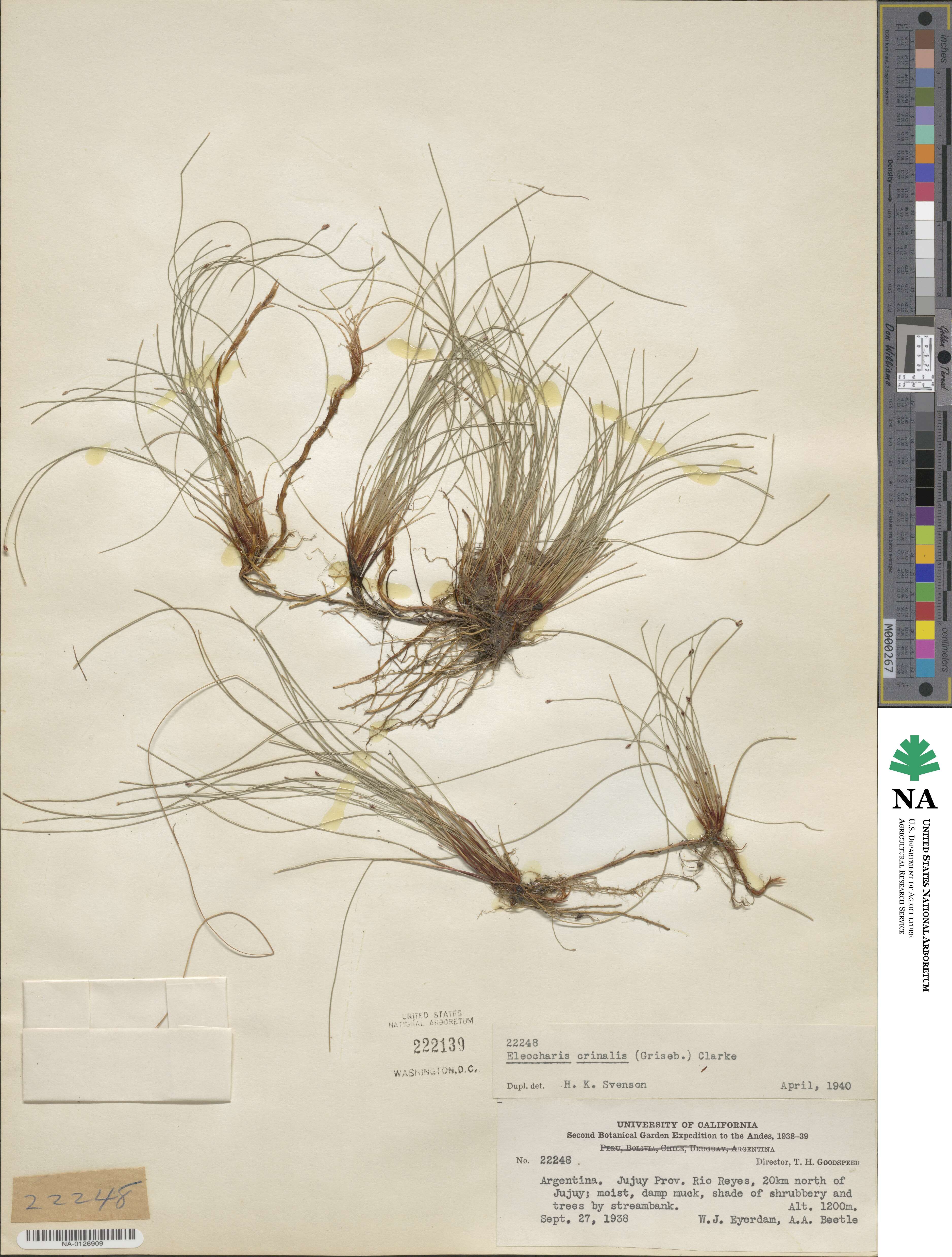 Eleocharis crinalis image