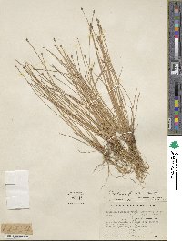 Eleocharis filiculmis image