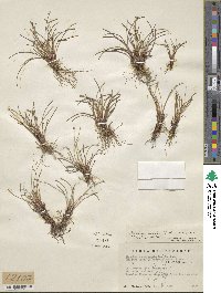 Eleocharis geniculata image